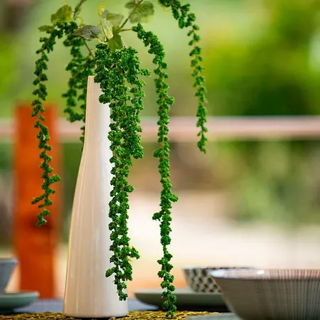 Apartament Lavanda Apartments&studios